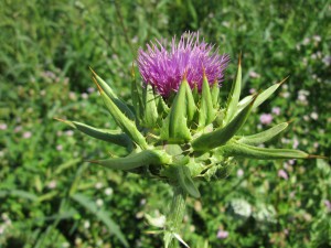 Milk Thistle to detox your body