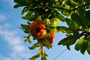 Health Benefits Pomegranate seeds provide