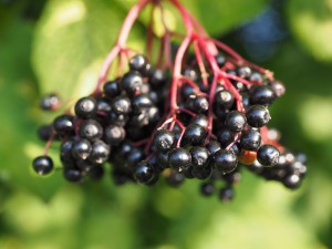 Elderberry