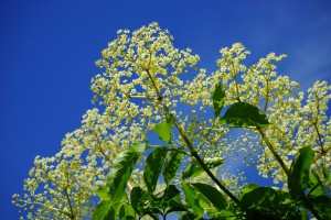 Elderberry Bush