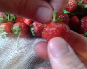 Gently Twist Strawberry