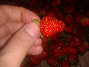 Fresh Strawberries