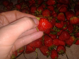 Hold Strawberry in Your Hand