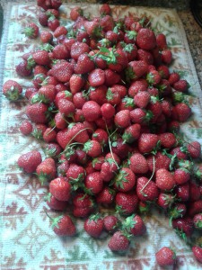 Dry Strawberries on a mat to dry